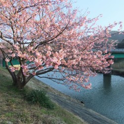 河津桜