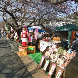 河津桜祭り