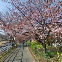 河津桜祭り