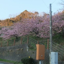 河津桜