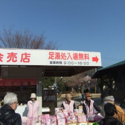 河津桜祭り