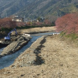 河津桜祭り・