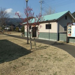 河津桜祭り