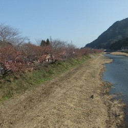 河津桜祭り