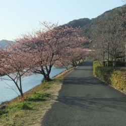 河津桜