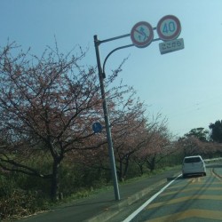 河津桜祭り・