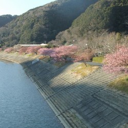 河津桜