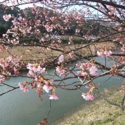 河津桜祭り