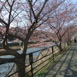 河津桜祭り