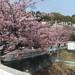 熱海梅祭り