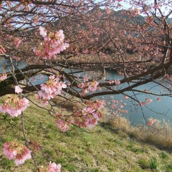 河津桜