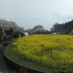 狩谷の下馬桜