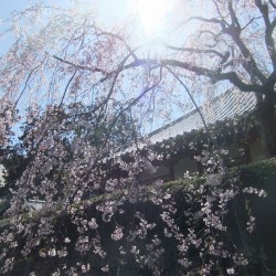 大石寺