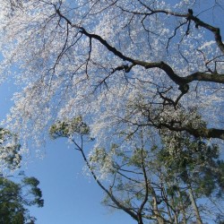 大石寺