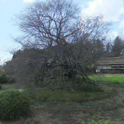 狩宿の下馬桜