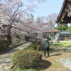 神代桜