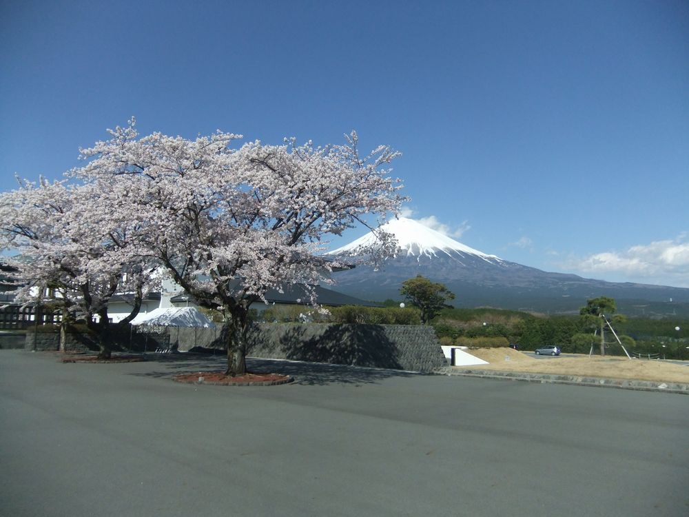 富士山周辺の桜の名所 富士宮市 大石寺 場所と桜の見頃