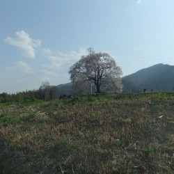 わに塚の桜