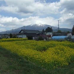 狩谷の下馬桜