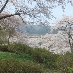 富士霊園