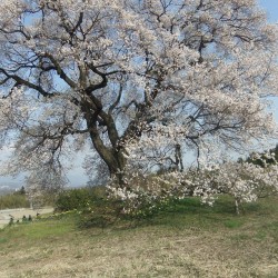 わに塚の桜