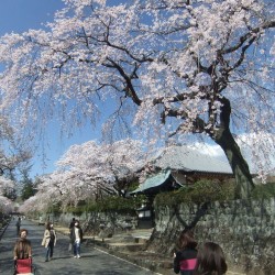 大石寺