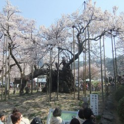 神代桜