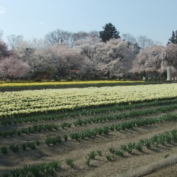 神代桜