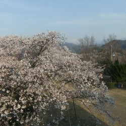 大法師公園