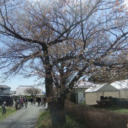 狩やの桜