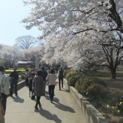 神代桜