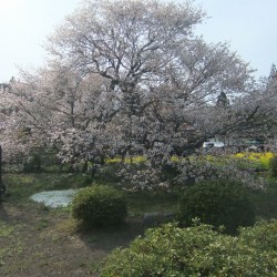 狩谷の下馬桜