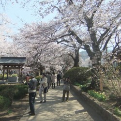 神代桜