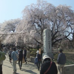 神代桜