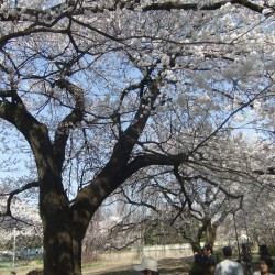 神代桜