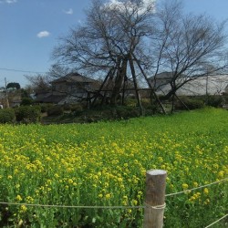 狩宿の下馬桜