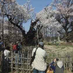 神代桜