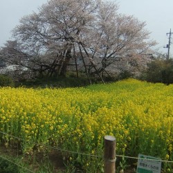 狩谷の下馬桜