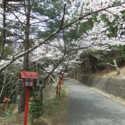  新倉山浅間公園