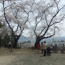 新倉山浅間公園