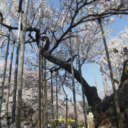 神代桜