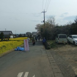 狩宿の下馬桜