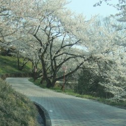 大法師公園