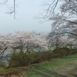 富士霊園