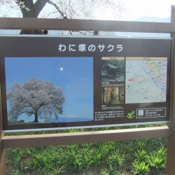 わに塚の桜