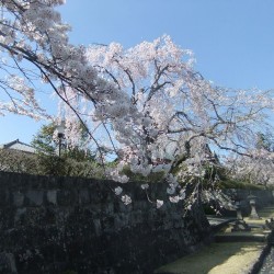 大石寺・狩やの桜 078