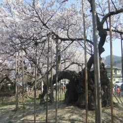 神代桜