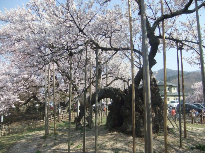 神代桜