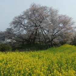 狩谷の下馬桜