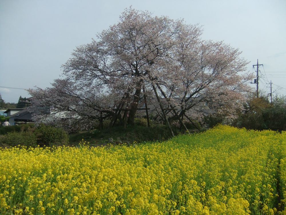 見頃を迎えた日本五大桜 狩宿の下馬桜 とさくらまつり